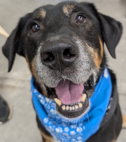 RUBBLE--FOSTER NEEDED! - Rottweiler available for adoption