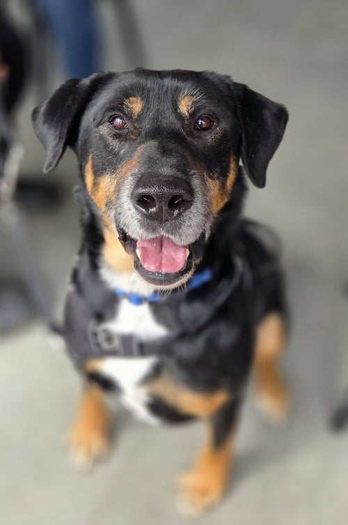 RUBBLE--FOSTER NEEDED! - Rottweiler available for adoption