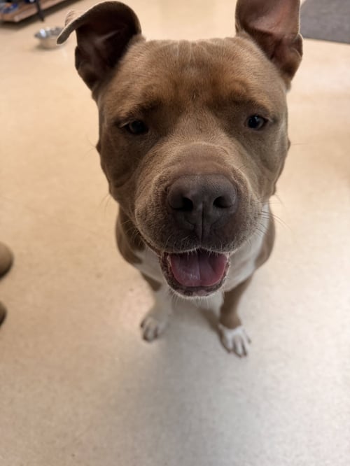 JAXX - Pit Bull Terrier for adoption in Concord