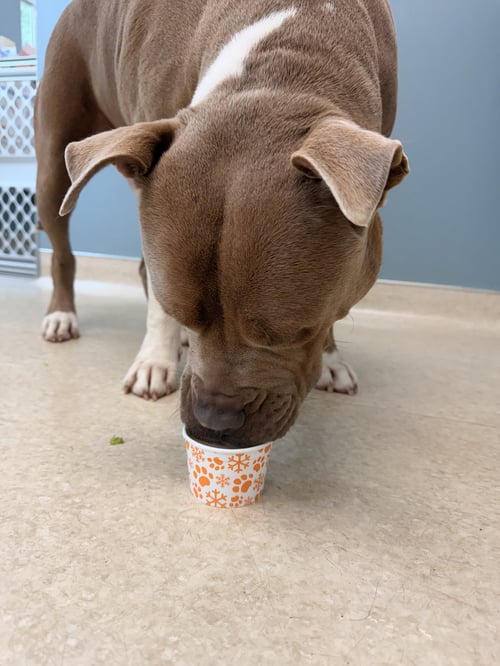 JAXX - Pit Bull Terrier available for adoption