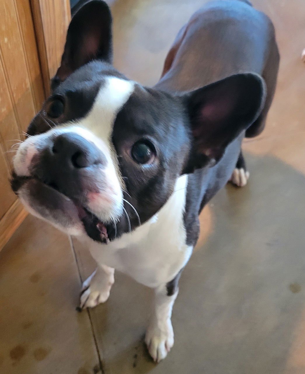 LEO (ADOPTION PENDING) - Boston Terrier available for adoption