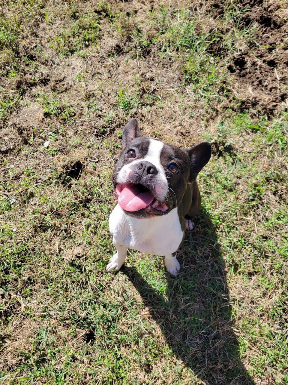 LEO (ADOPTION PENDING) - Boston Terrier available for adoption