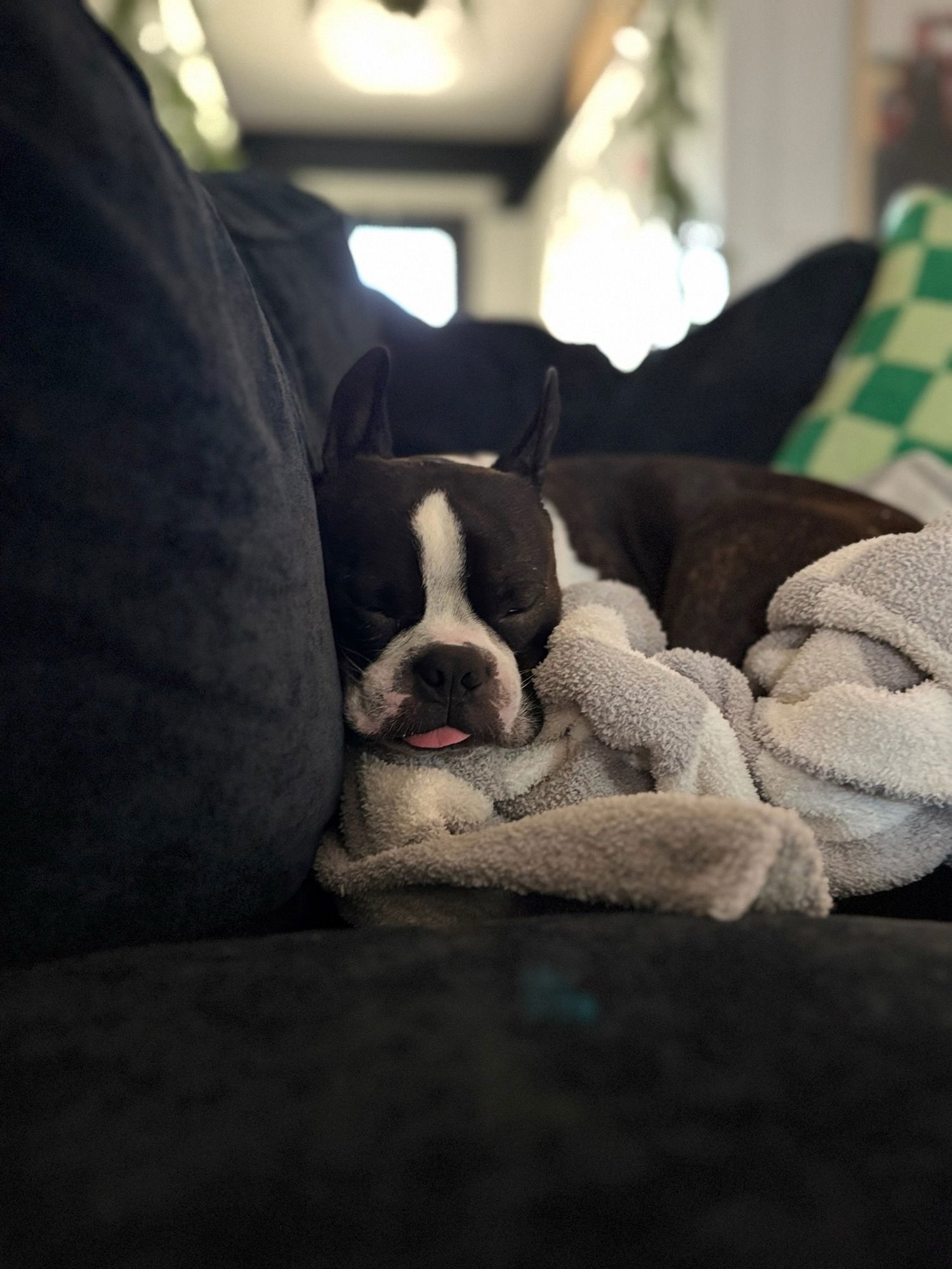 Leo (Adoption Pending) - Photo 3