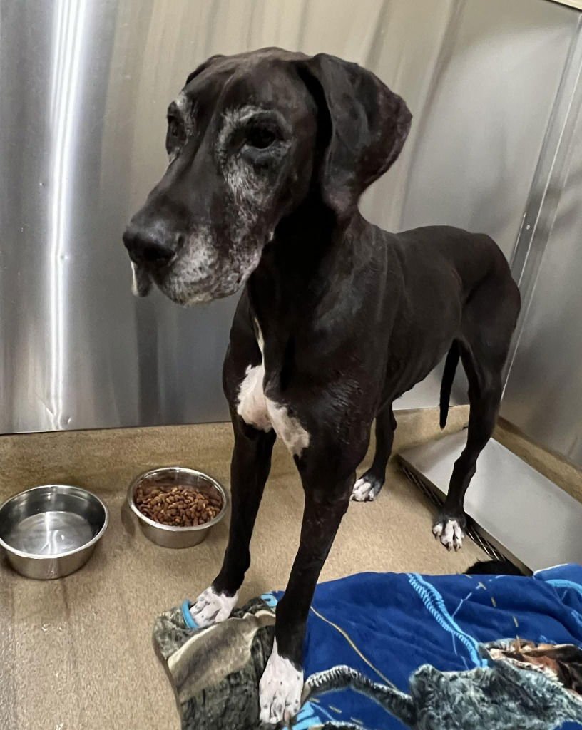 SUGAR - Great Dane available for adoption