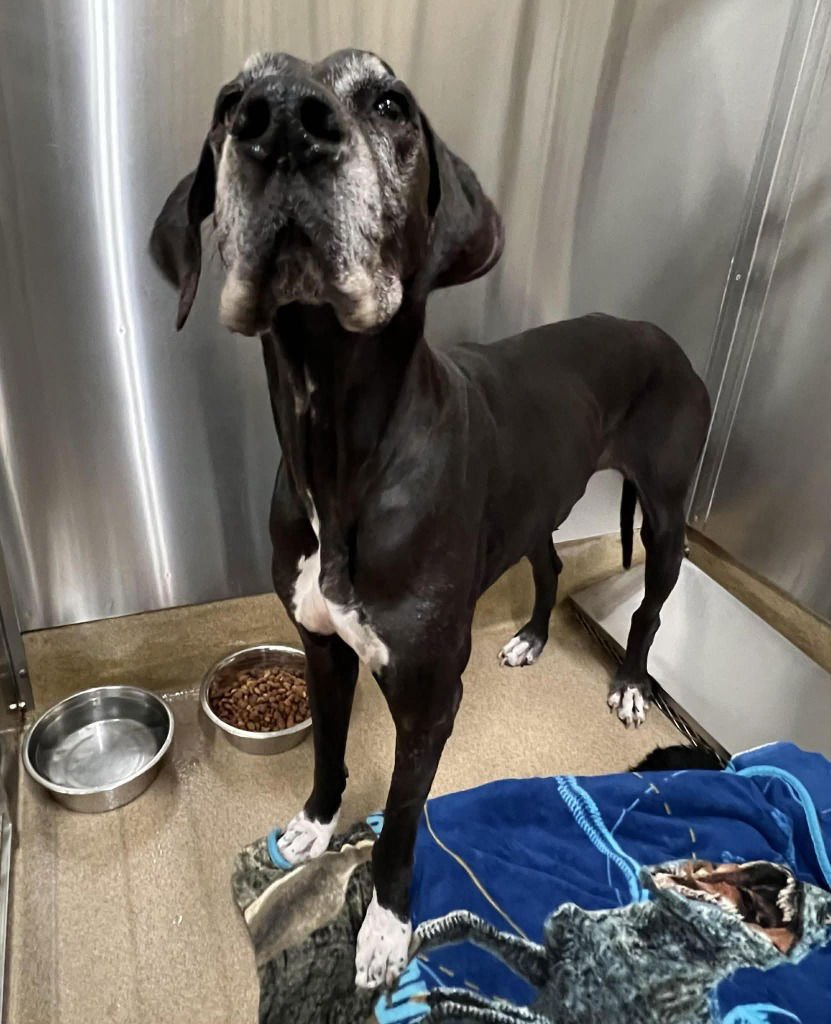 SUGAR - Great Dane available for adoption