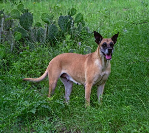 CHLOE SUNSHINE - Great Dane / Shepherd available for adoption