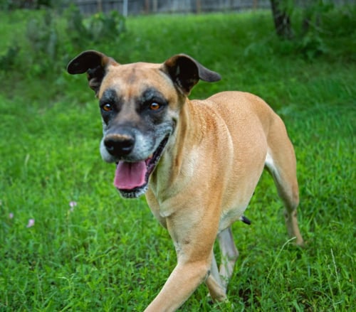 CHLOE SUNSHINE - Great Dane / Shepherd available for adoption