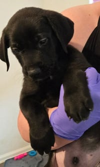 Sierra's pup - Dark Green - Photo 1