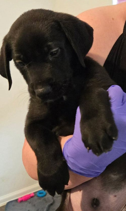 SIERRA'S PUP - DARK GREEN - Great Dane / Labrador Retriever available for adoption