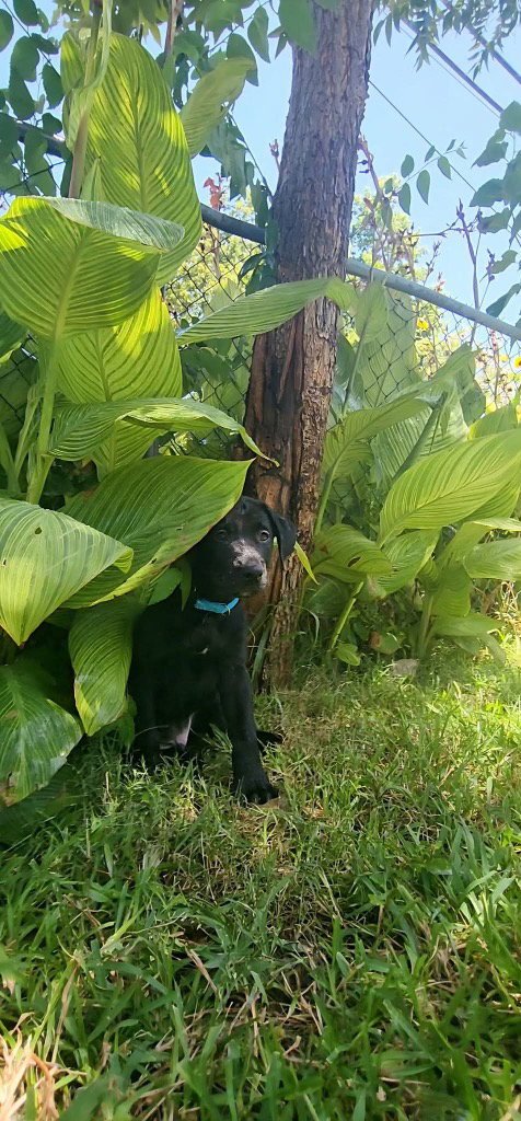 SIERRA'S PUP SANDOR (LT BLUE) - Great Dane / Labrador Retriever available for adoption