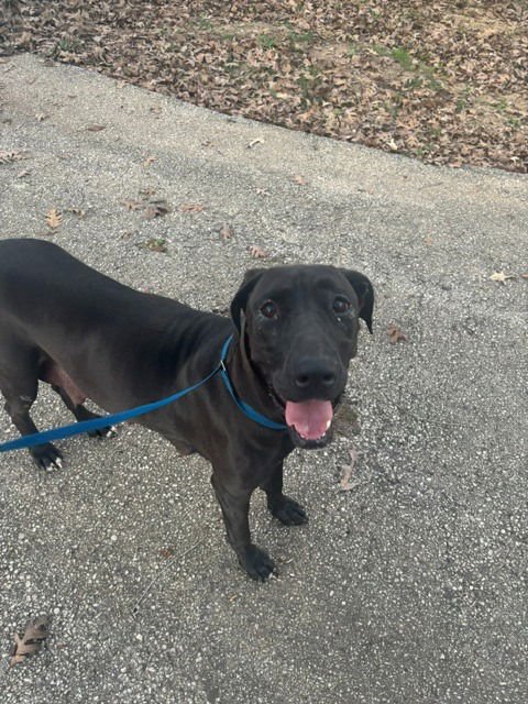 HOPE - Great Dane / Labrador Retriever available for adoption