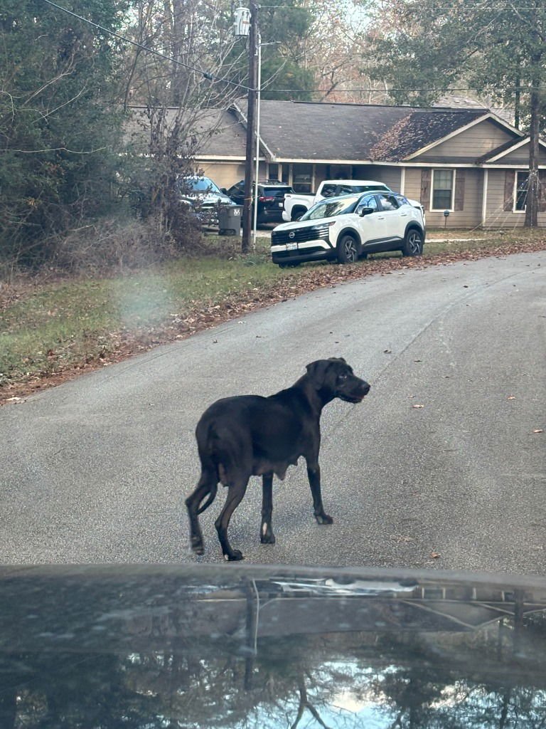 HOPE - Great Dane / Labrador Retriever available for adoption