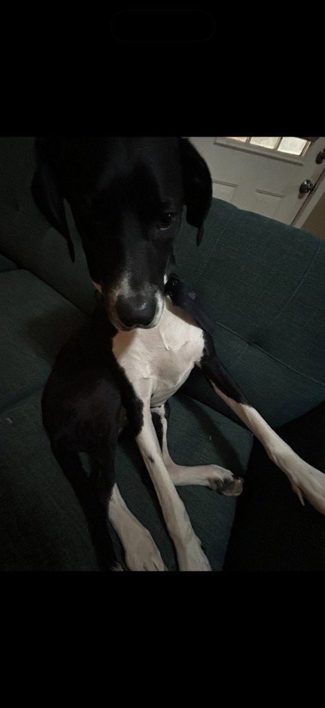 TEQUILA - Great Dane available for adoption