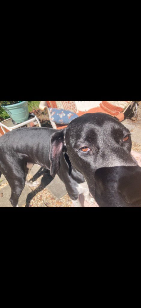 TEQUILA - Great Dane available for adoption