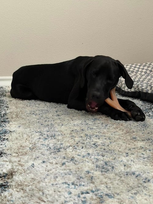 EEYORE - Great Dane available for adoption