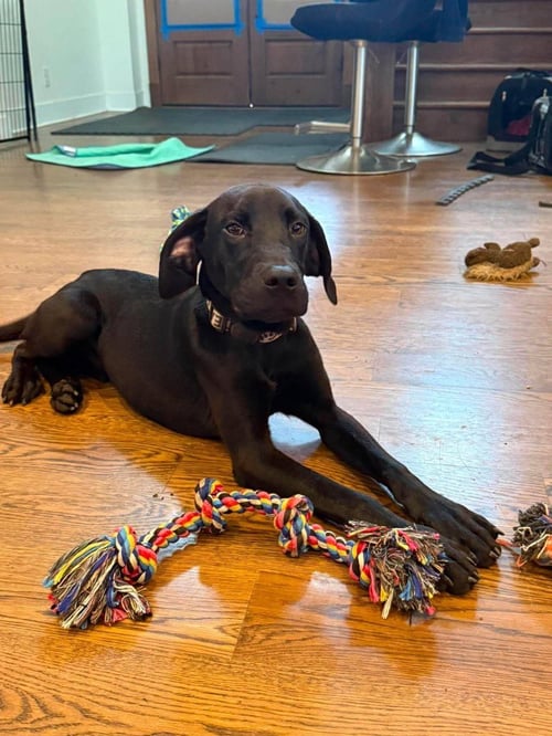 EEYORE - Great Dane available for adoption