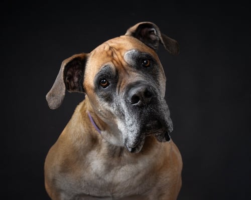 ISLA