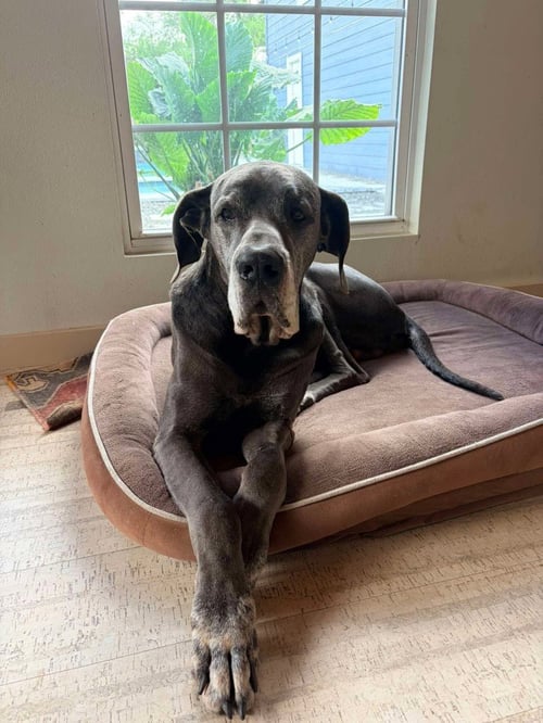 JUDD - Great Dane available for adoption