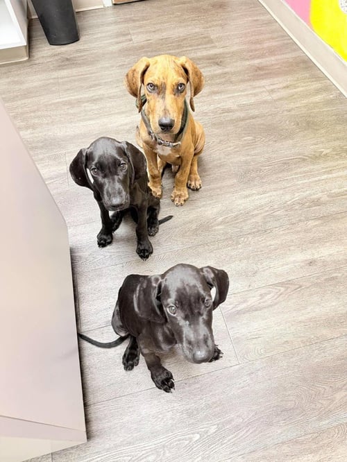MILO  (BLUE) - Great Dane available for adoption