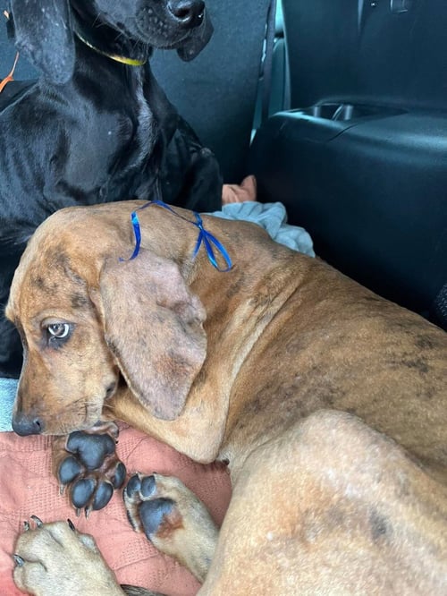 MILO  (BLUE) - Great Dane available for adoption