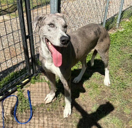 Wyatt Image