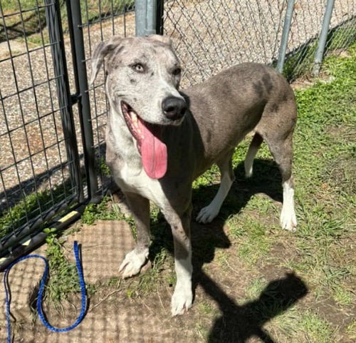 WYATT - Great Dane / Cattle Dog available for adoption