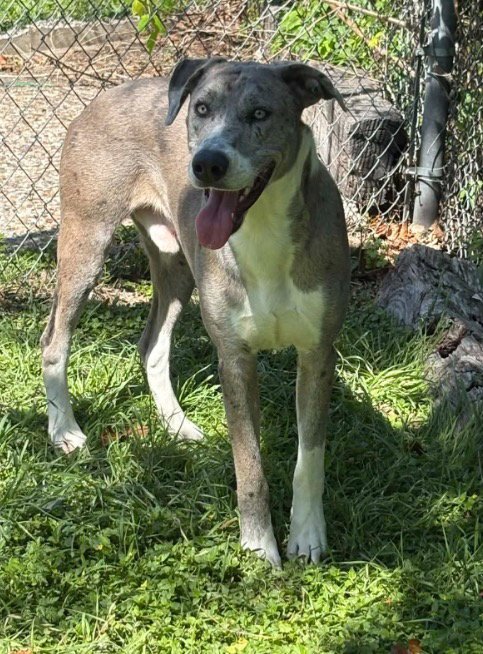 WYATT - Great Dane / Cattle Dog available for adoption