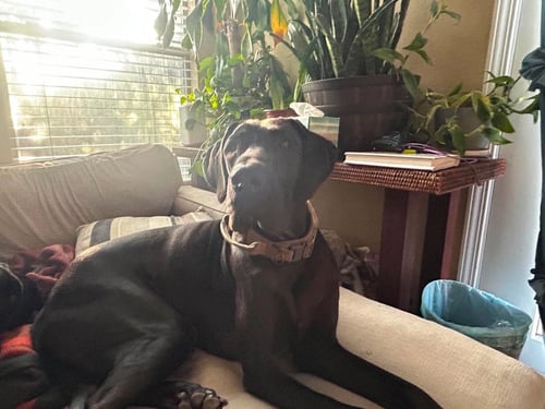 APOLLO - Great Dane available for adoption