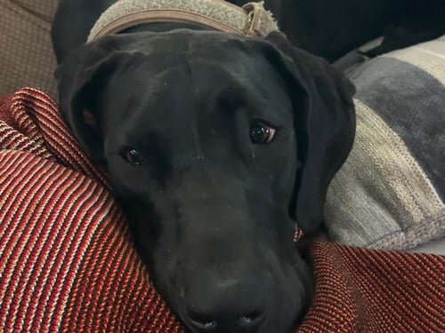 APOLLO - Great Dane available for adoption