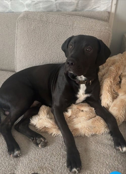 GOOSE - Great Dane available for adoption