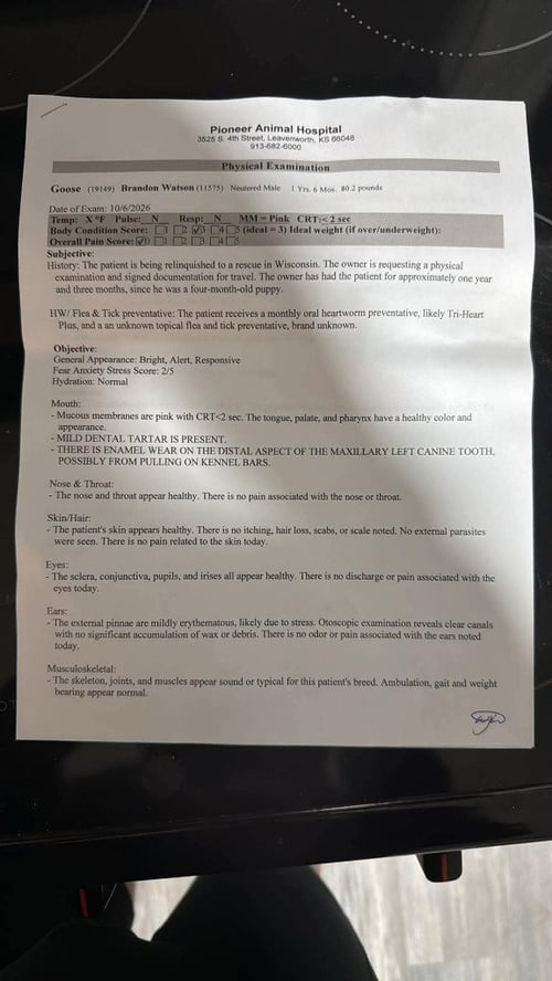 GOOSE - Great Dane available for adoption