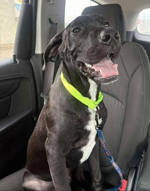 GOOSE - Great Dane available for adoption