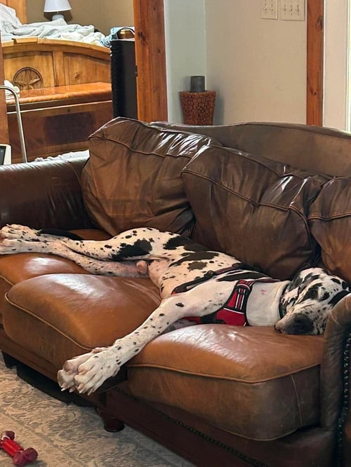 BO - Great Dane available for adoption