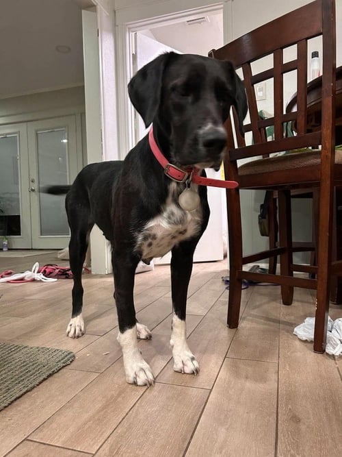 BIRDIE - Great Dane / Labrador Retriever available for adoption