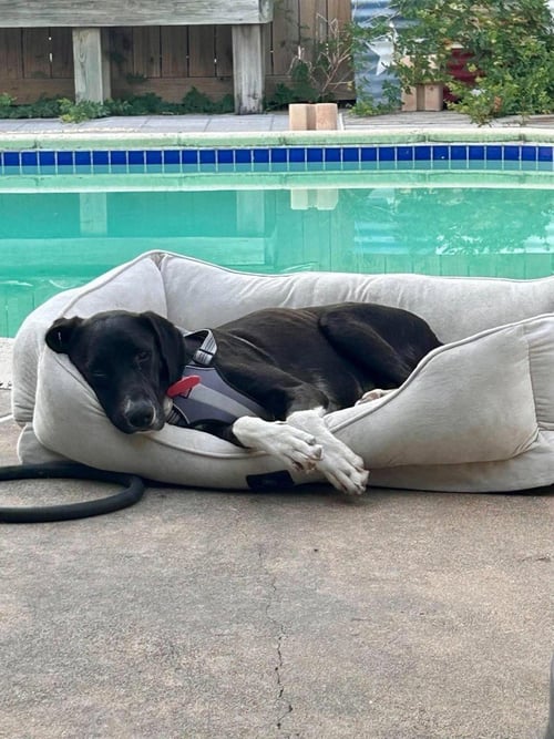 BIRDIE - Great Dane / Labrador Retriever available for adoption