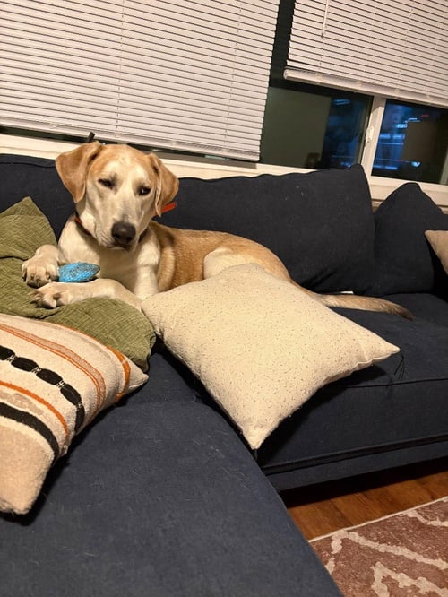 ASLAN - Great Dane / Shepherd available for adoption