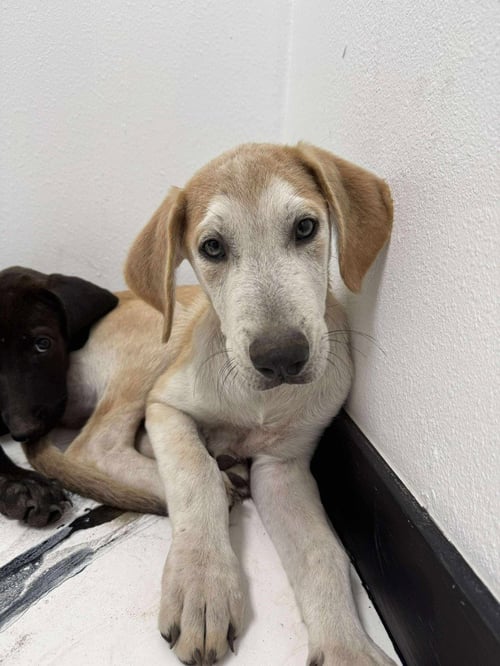 ASLAN - Great Dane / Shepherd available for adoption