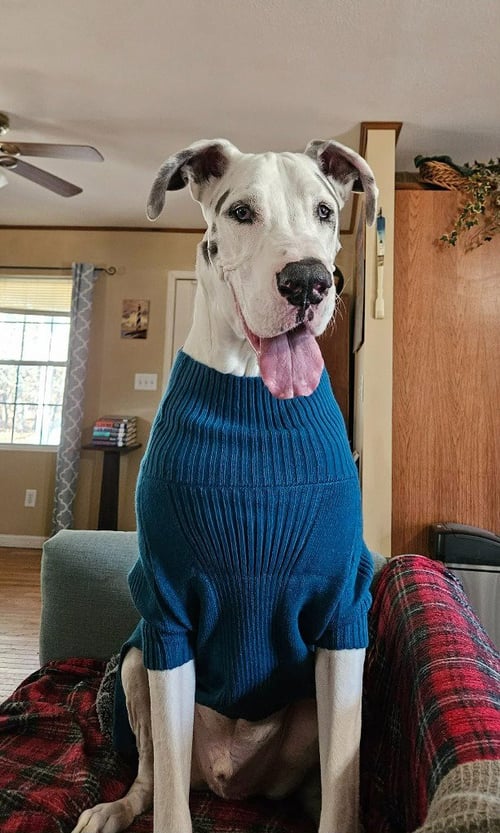 BROLEY - Great Dane for adoption in Tyler