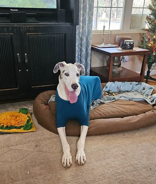 BROLEY - Great Dane available for adoption