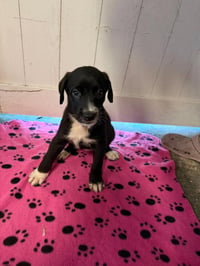 Daisy (purple) - Rose litter - Photo 1