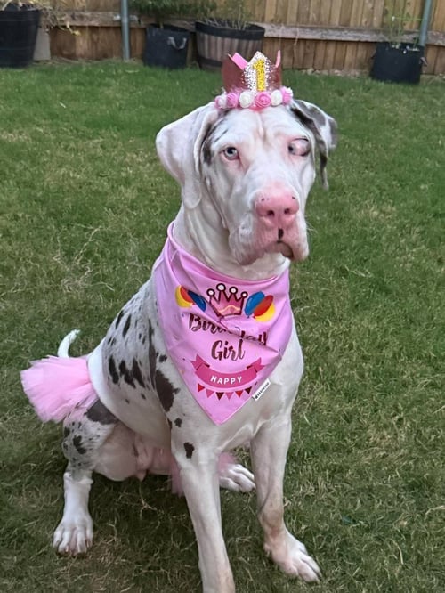 JOLENE GOOGLEY BEAR - Great Dane / Mastiff available for adoption