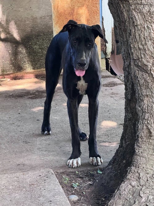 RILEY - Great Dane available for adoption