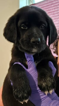 Sierra's pup Sherman (pink) - Photo 3