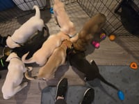 Sierra's pup Sherman (pink) - Photo 4