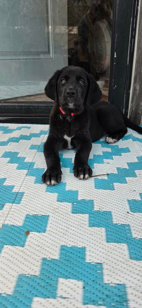 SIERRA'S PUP SHERMAN (PINK) - Great Dane / Labrador Retriever available for adoption