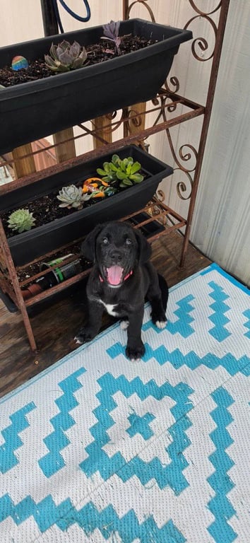 Sierra's pup Sherman (pink) Image