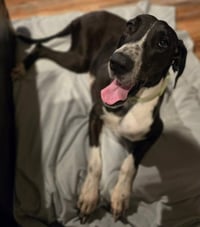 Phoebe - Photo 1