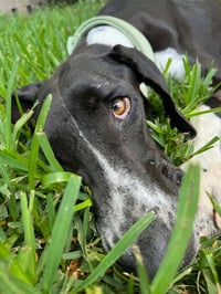 Phoebe - Photo 4