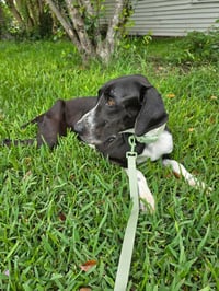 Phoebe - Photo 2
