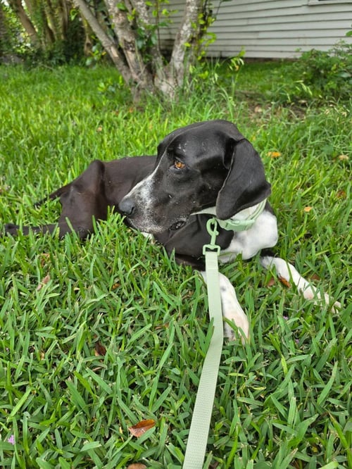 PHOEBE - Great Dane available for adoption